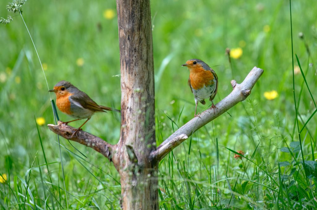 Foto di Willfried Wende da Pixabay