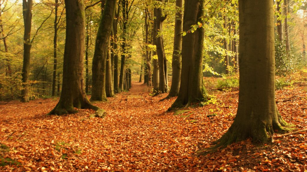 Foto di Aritha da Pixabay