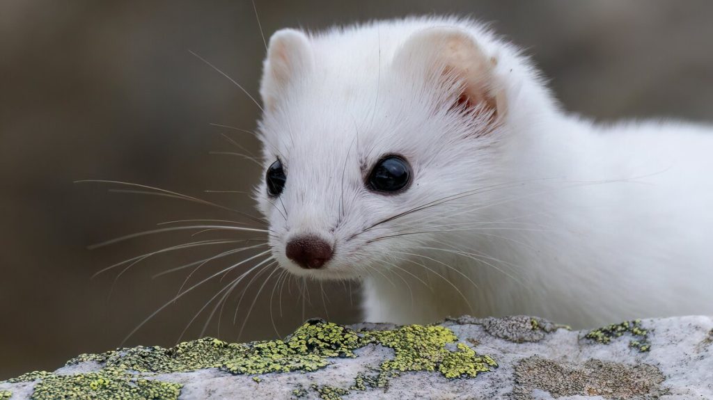 Ermellino in veste invernale. Foto Michelangelo Giordano.