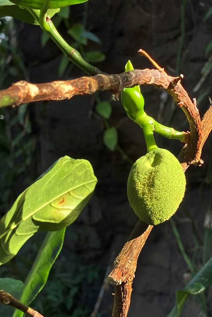 Jackfruit alla serra tropicale del MUSE. Foto archivio MUSE
