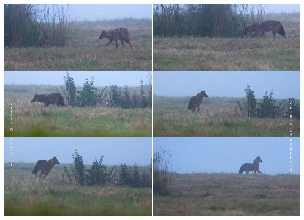 Sciacallo dorato, avvistamento luglio 2025 - Foto Sergio Da Re