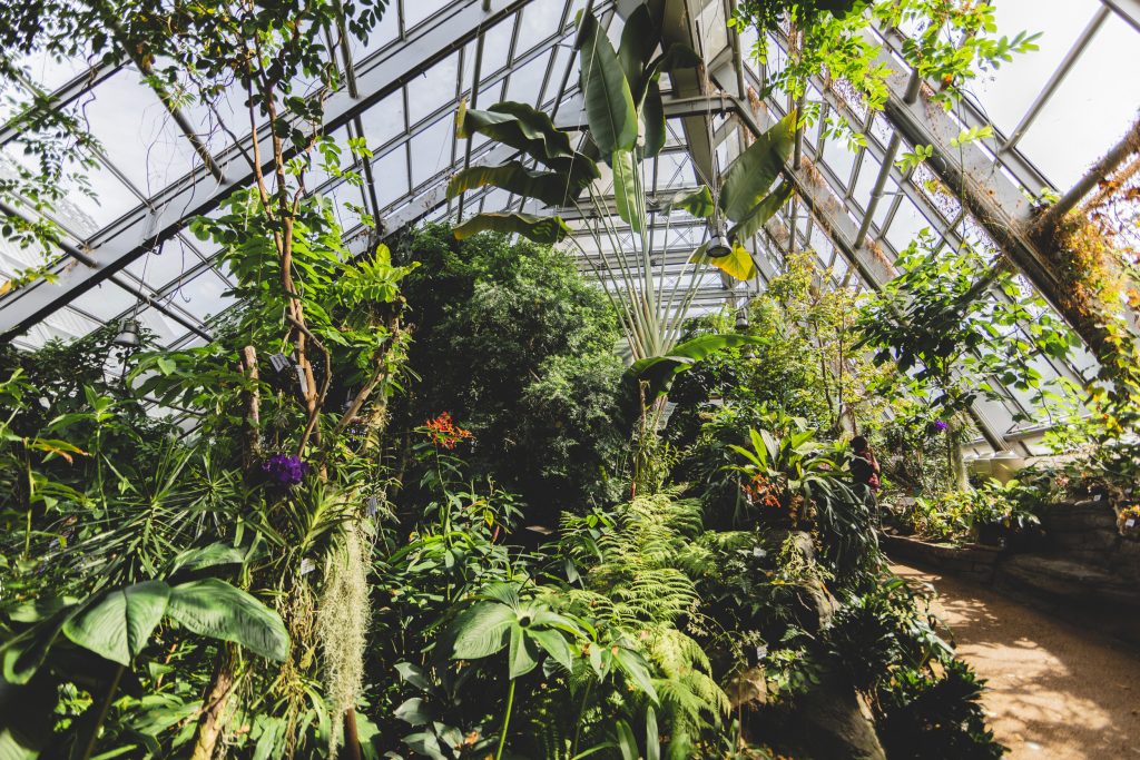 La serra tropicale del MUSE. Foto Archivio MUSE