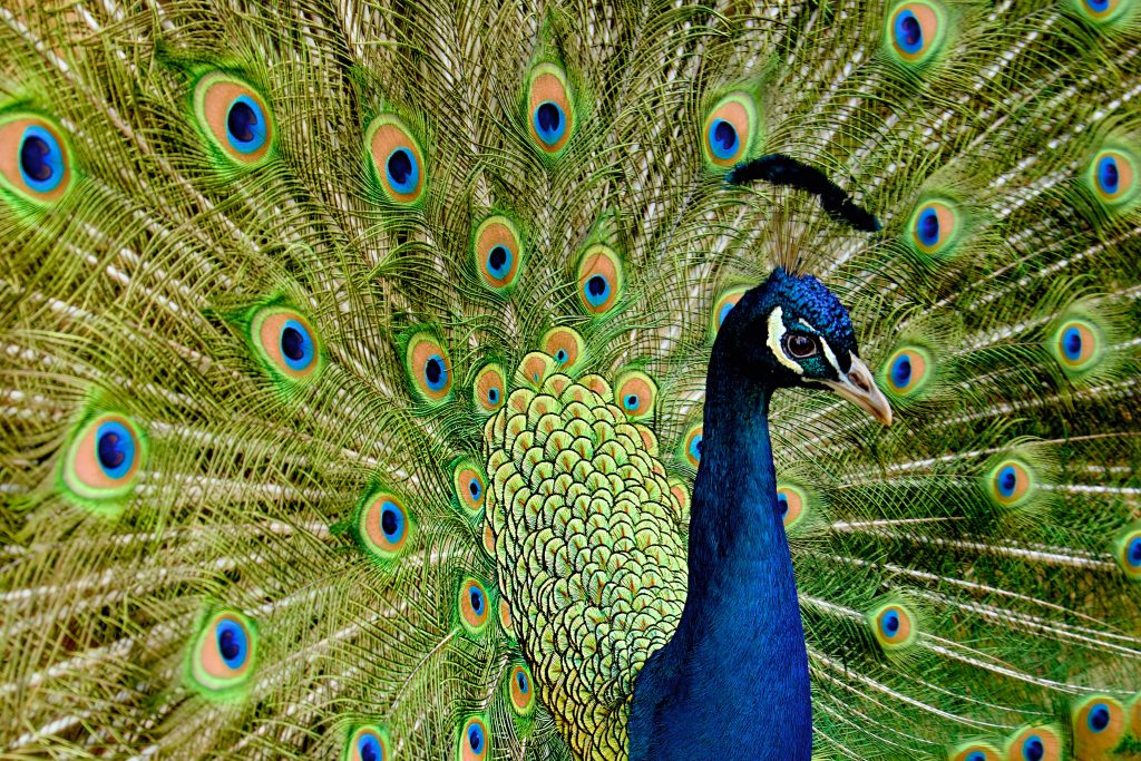 Foto di Vario545 da Pixabay