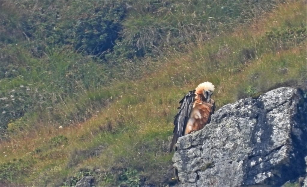 Gipeto. Foto Maurizio Chiereghin