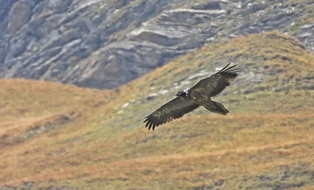 Gipeto. Foto Maurizio Chiereghin