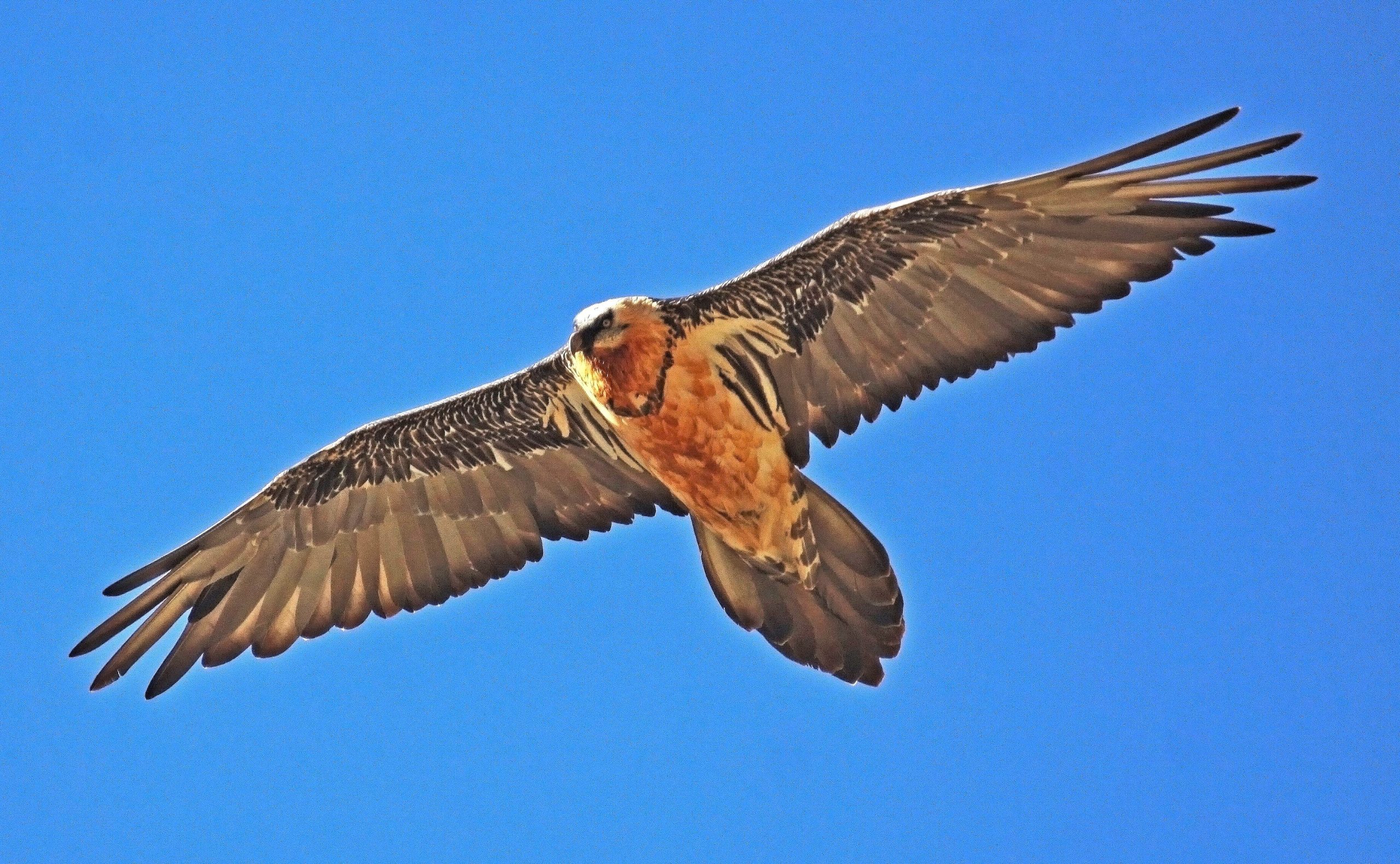 Gipeto. Foto Maurizio Chiereghin