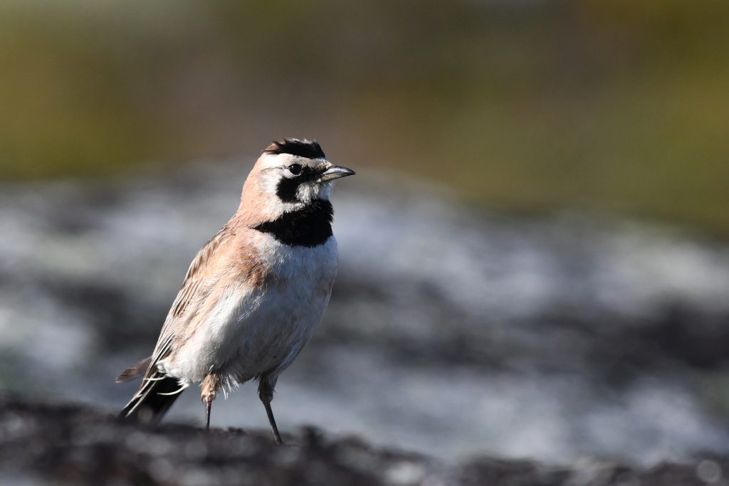 Allodola golagialla (Eremophila alpestris) (ph Devin de Zwaan)