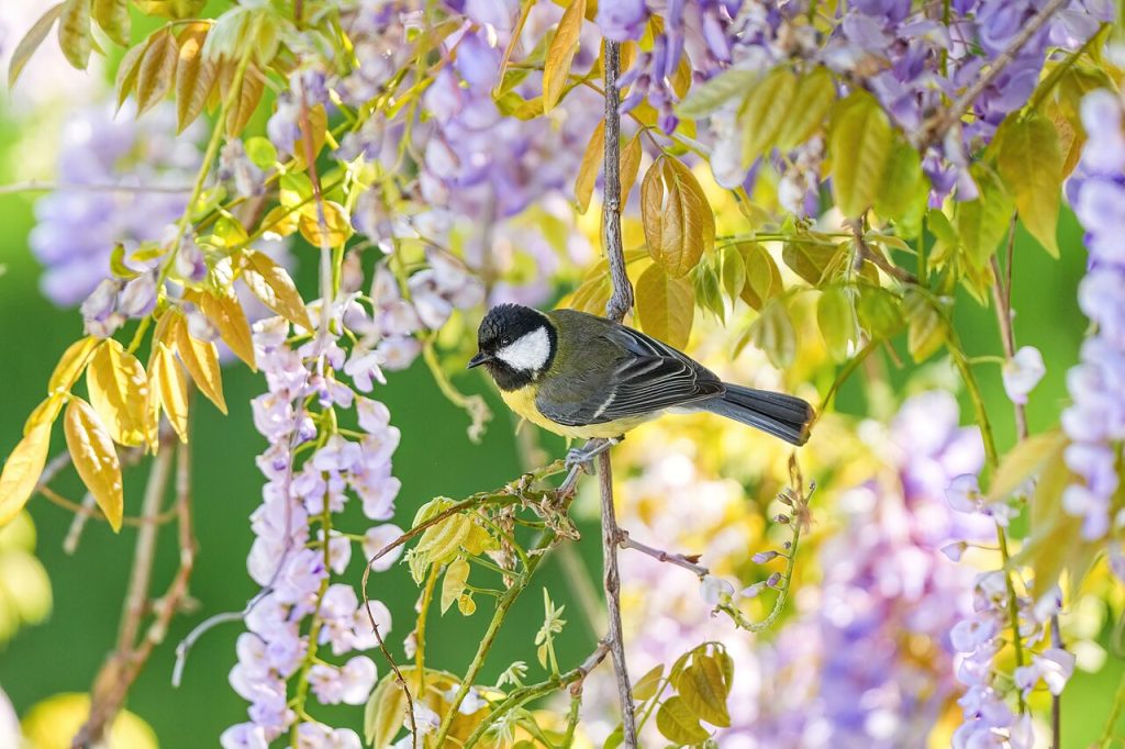 Cinciallegra - Foto Giles Laurent - Wikimedia Commons, CC BY-SA 4.0