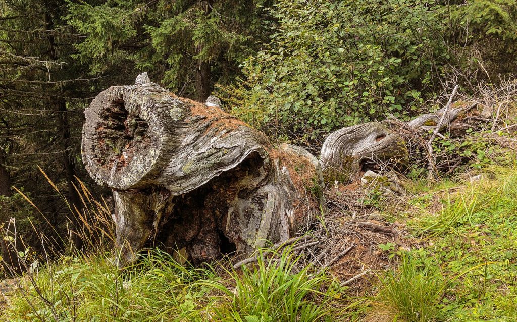 Foto Agnes Monkelbaan - Wikimedia Commons,  CC BY-SA 4.0