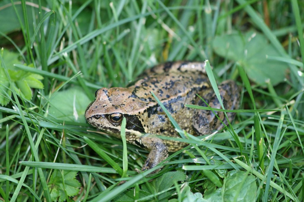 Rospo - Foto  Lutz Fischer-Lamprecht - Wikimedia Commons, CC BY-SA 4.0