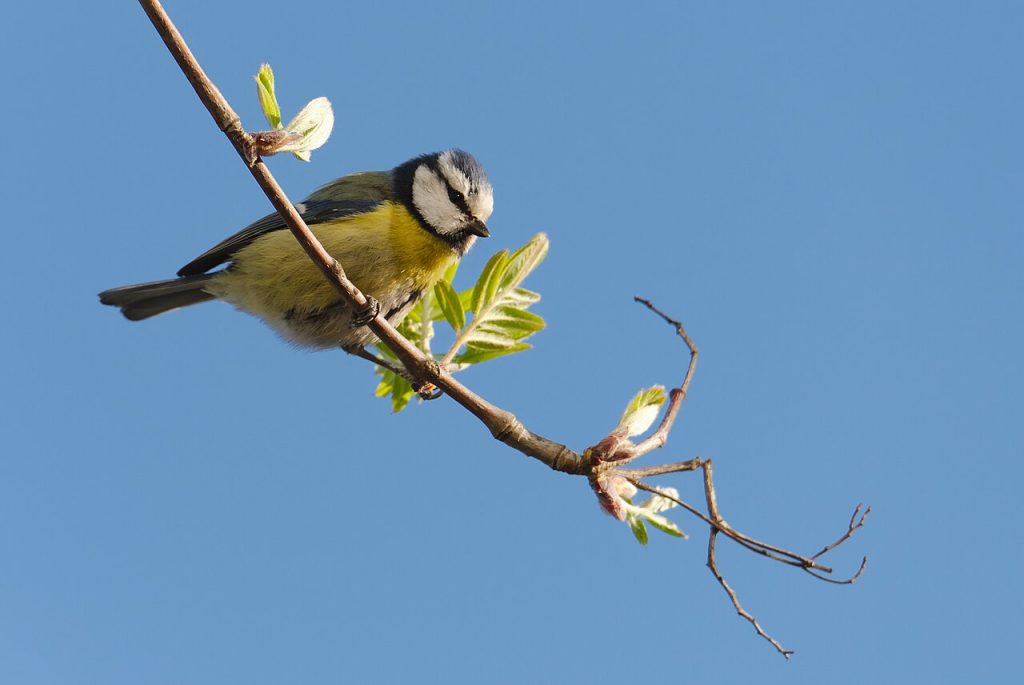 Cinciarella - Foto Martin Kunz - Wikimedia Commons, CC BY-SA 4.0