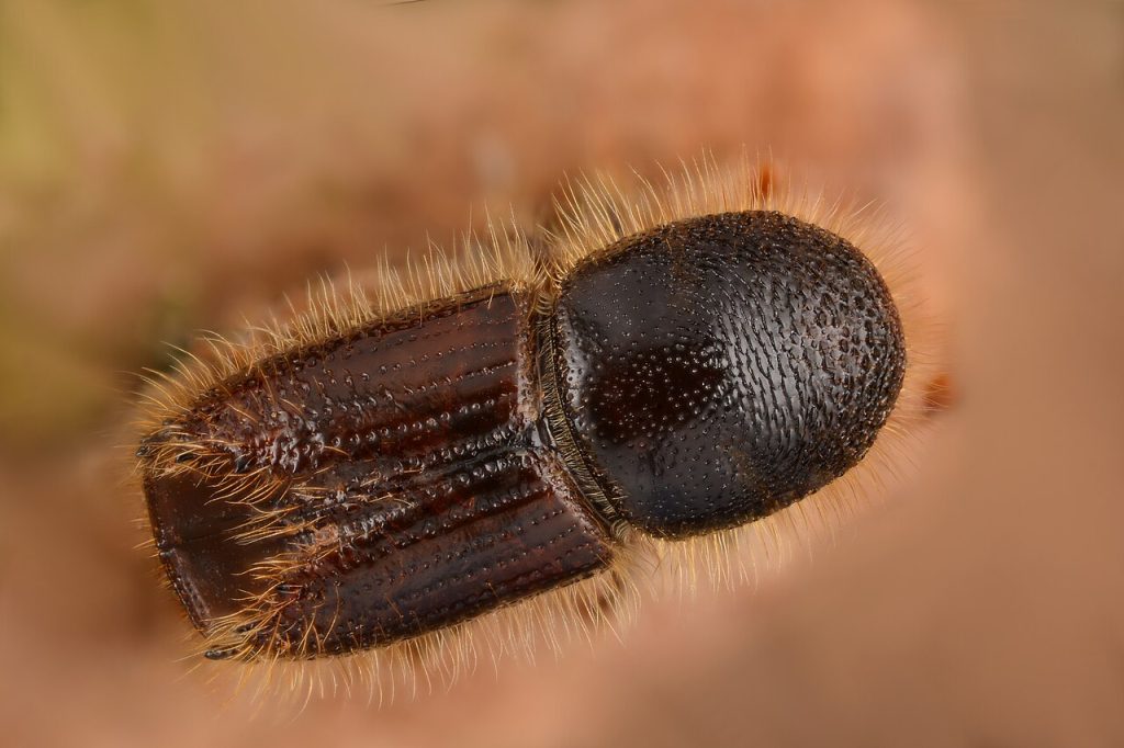 Bostrico - Foto Gilles San Martin from Namur, Belgium - Ips typographus galleries - Wikimedia Commons, CC BY-SA 2.0