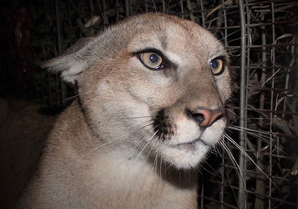 Puma concolor - Foto Santa Monica Mountains National Recreation Area - Wikimedia Commons, Public Domain