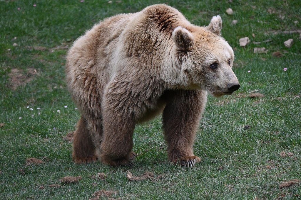 Orso bruno marsicano - Foto Mykola Pokalyuk - Wikimedia Commons, CC BY-SA 4.0