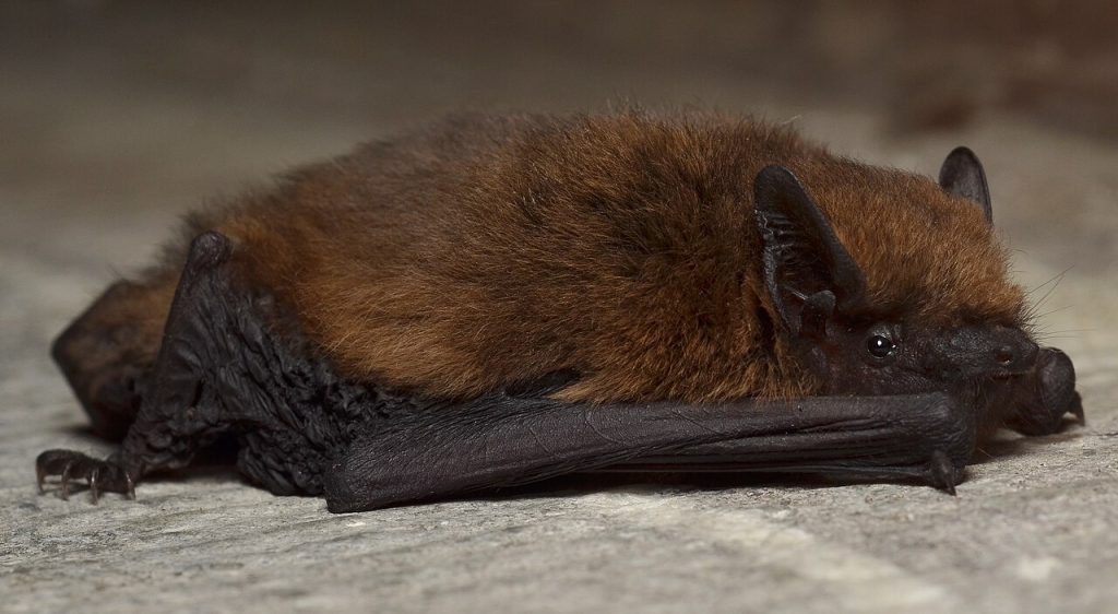 Pipistrello nano - Foto Gilles San Martin from Namur, Belgium - Pipistrellus pipistrellus Uploaded by Jacopo Werth - Wikimedia Commons, CC BY-SA 2.0