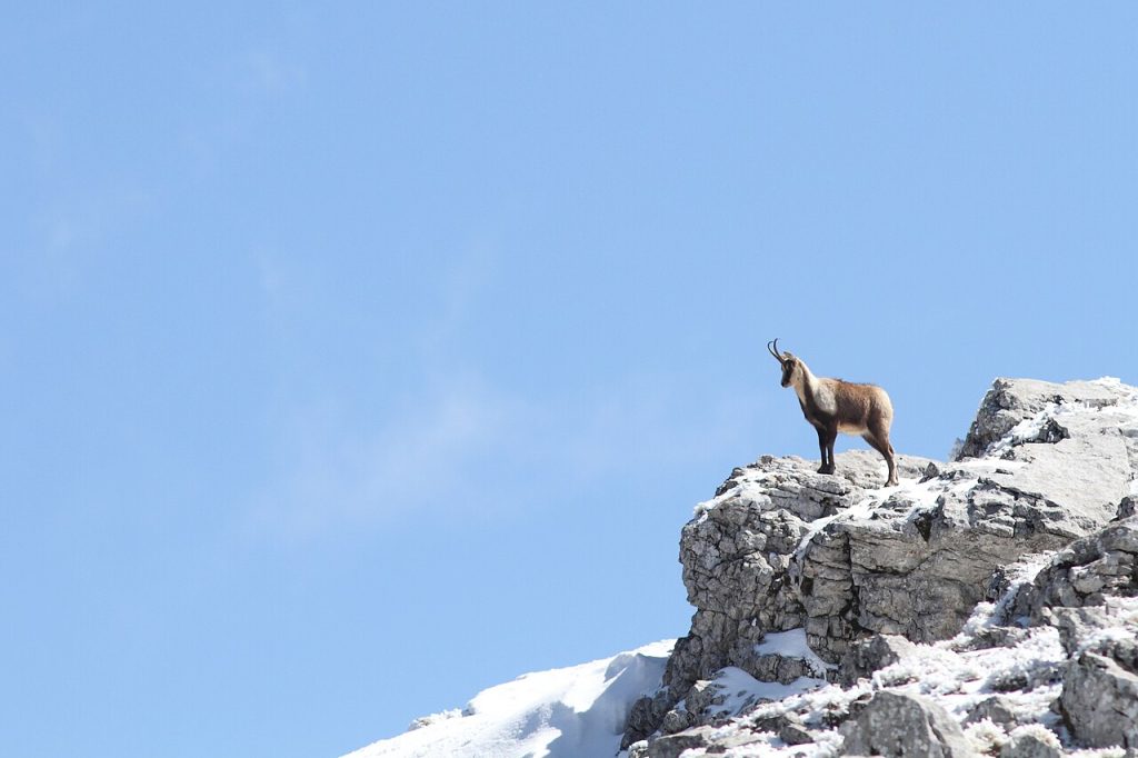 Camoscio nel Parco Sirente Velino - Foto Bouke ten Cate - Wikimedia Commons, CC BY 4.0
