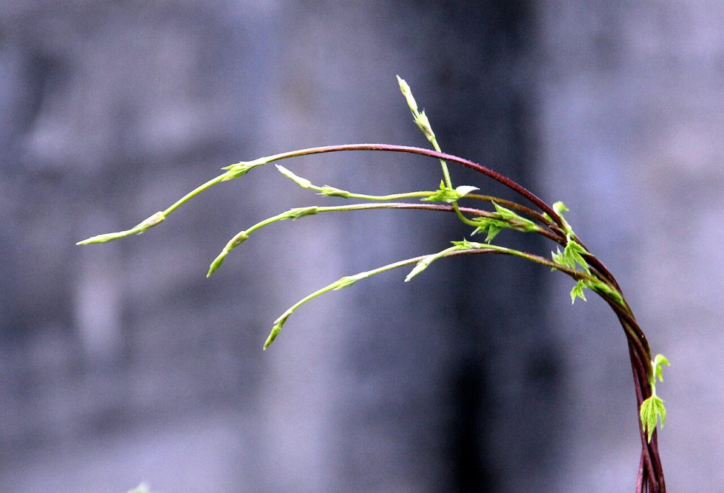 Luppolo selvatico - Foto Carlo Maria Pensa - Wikimedia Commons, CC BY-SA 4.0