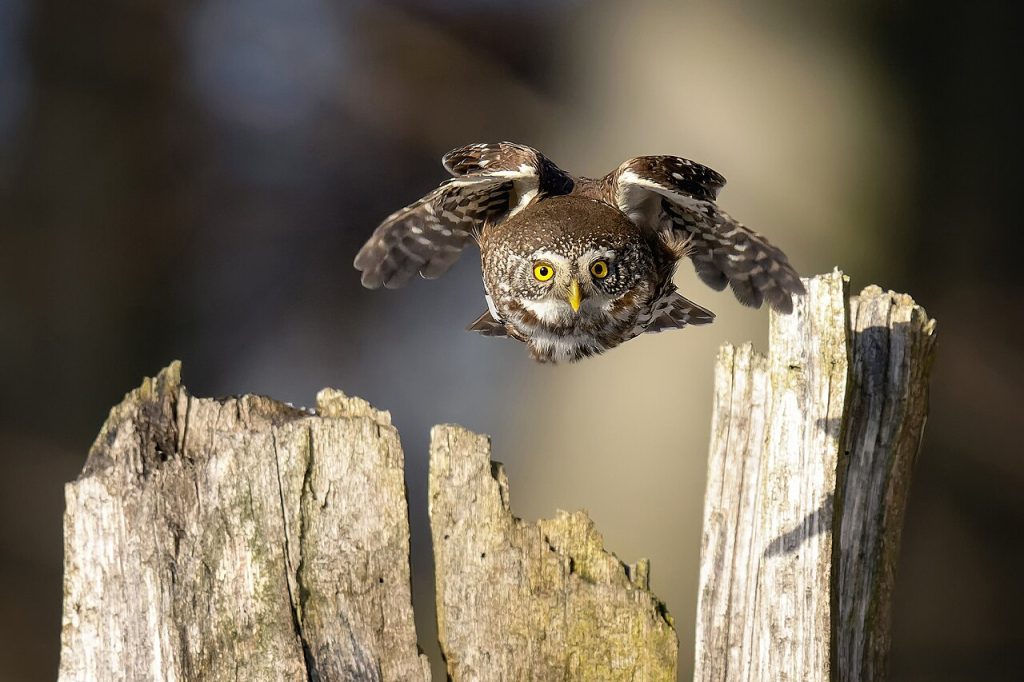 Civetta in volo - Foto Romek Sikin - Wikimedia Commons, CC BY-SA 4.0