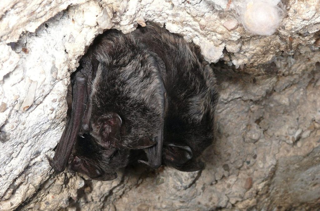 chirotteri, barbastello