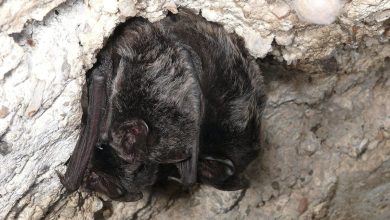 chirotteri, barbastello