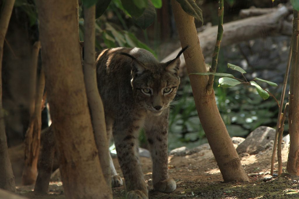 Lince - Foto Frank Vincentz - Wikimedia Commons, CC BY-SA 3.0