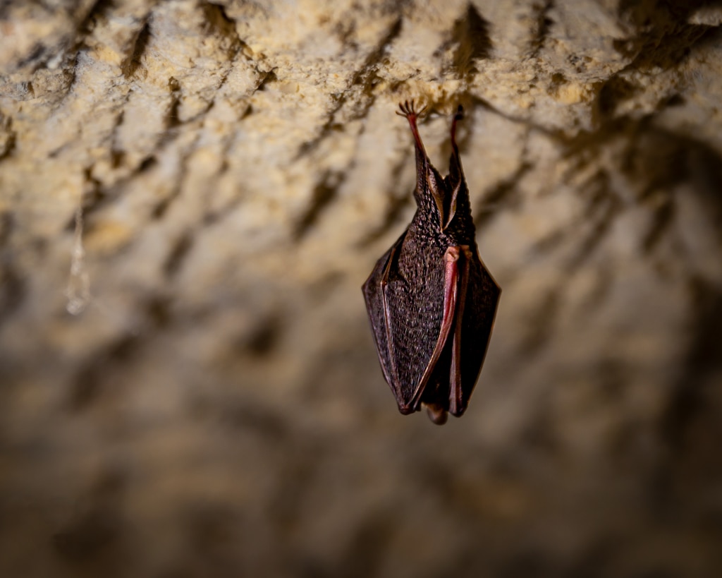 grotte di stiffe, pipistrelli