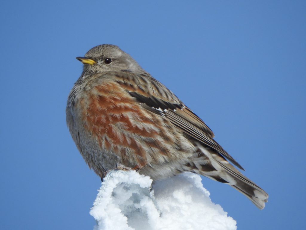 Sordone (Prunella collaris) (ph Chiara Bettega)