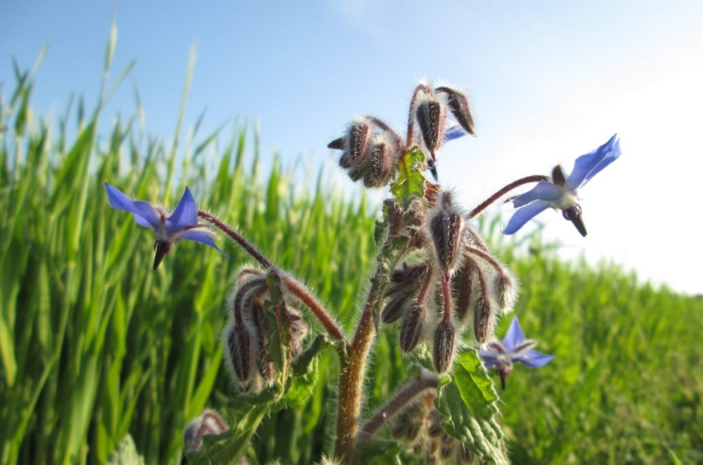 borragine, mandragora