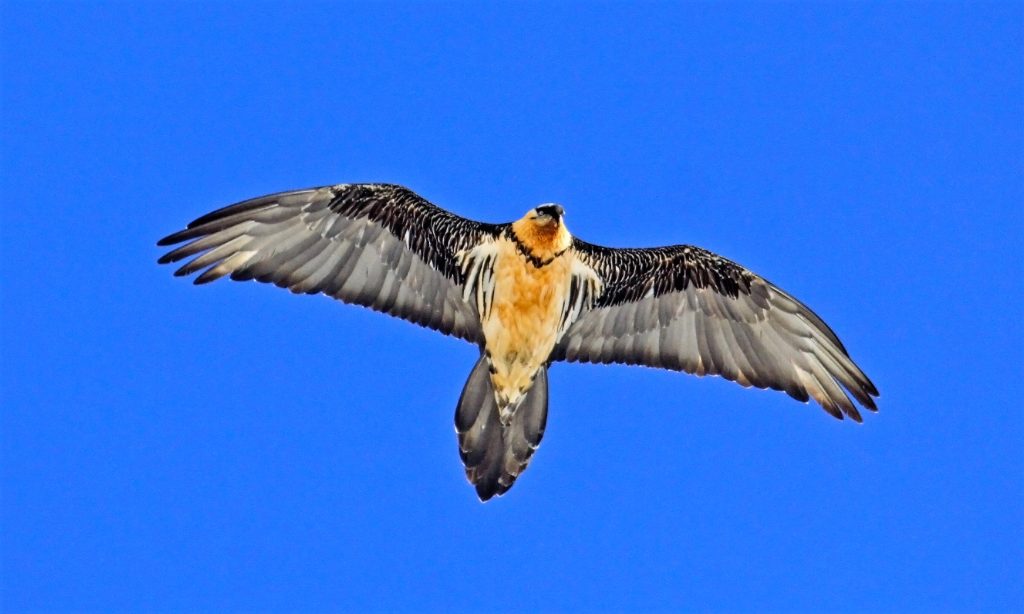 Gipeto. Foto Maurizio Chiereghin