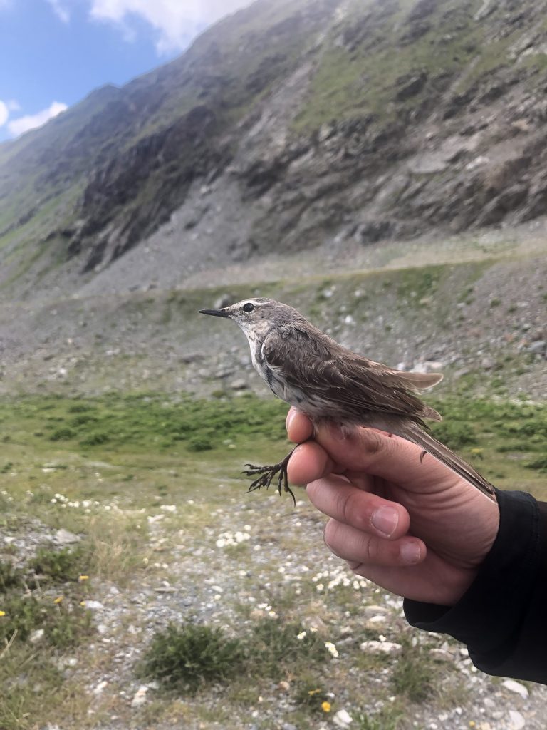 Spioncello (Anthus spinoletta) (ph Chiara Bettega)