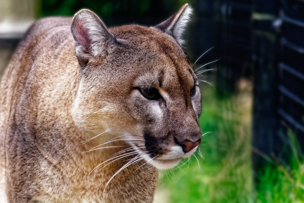 Puma - Foto Pixabay
