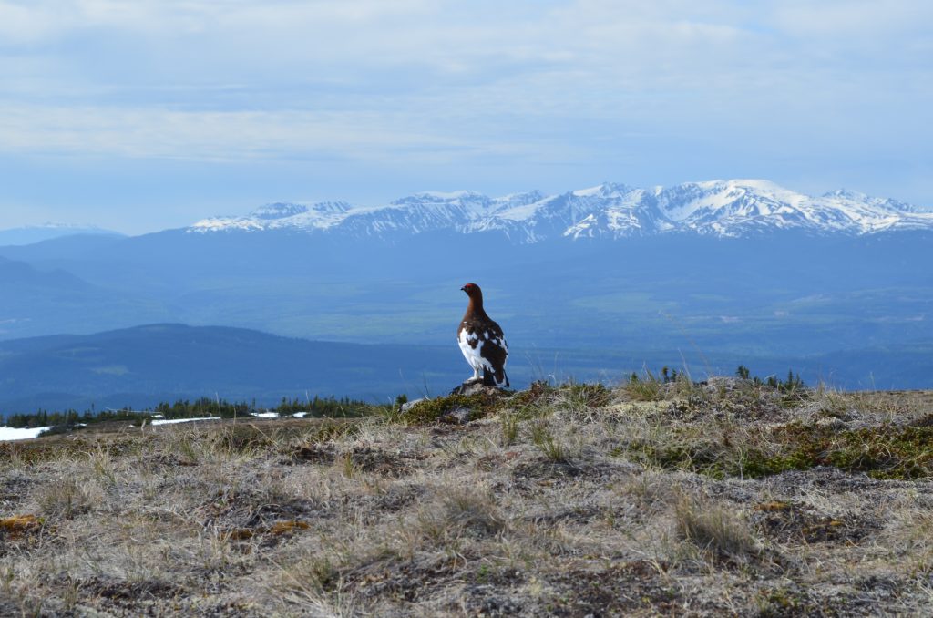 Pernice bianca nordica (Lagopus lagopus) (ph Devin de Zwaan)