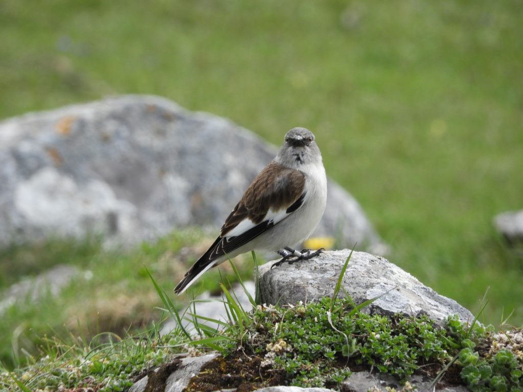 Fringuello alpino (Montifringilla nivalis) (ph Chiara Bettega)