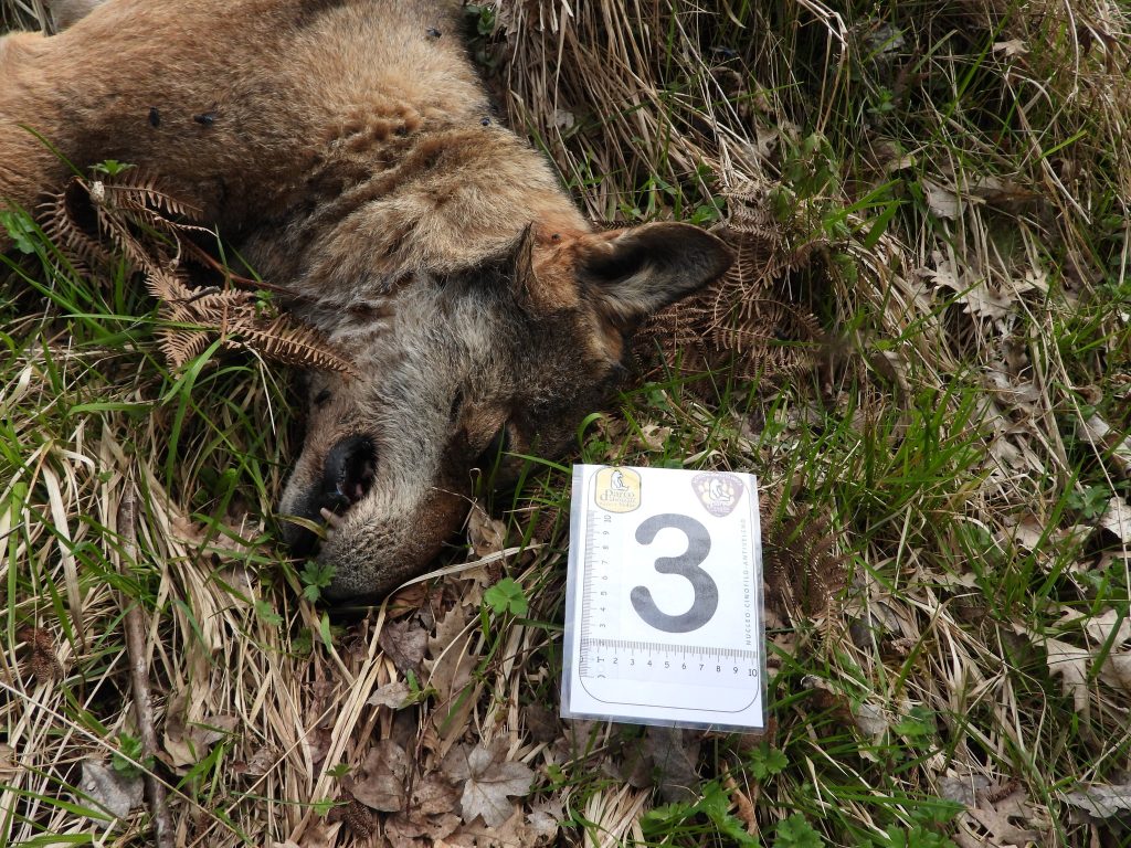 Lupi uccisi ad Alfedena - Foto FB Parco Nazionale d
