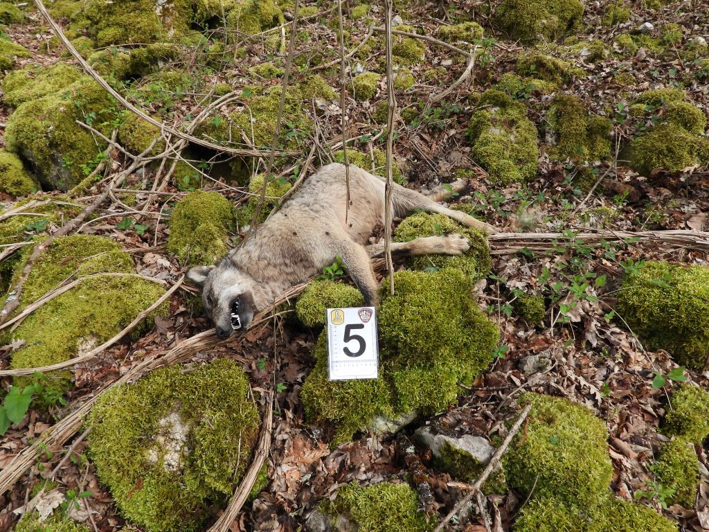 Lupi uccisi ad Alfedena - Foto FB Parco Nazionale d