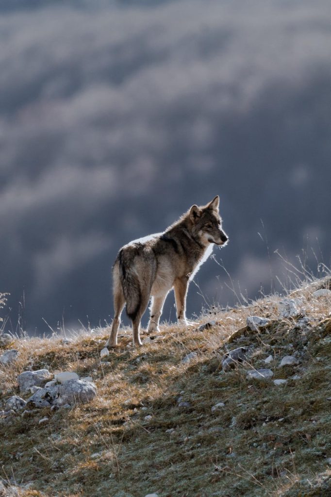 Esemplare di lupo - Foto PNALM/Matteo Tommasi