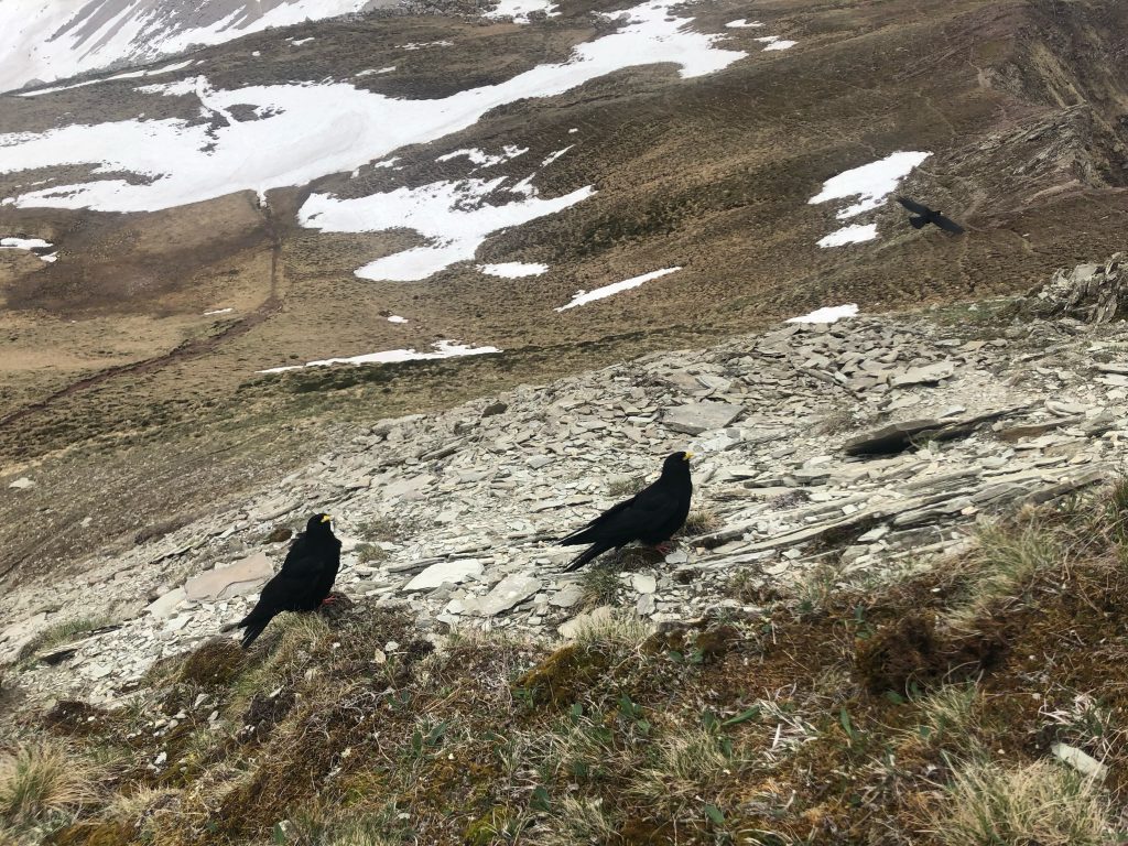 Gracchio alpino (Pyrrhocorax graculus) (ph Chiara Bettega)