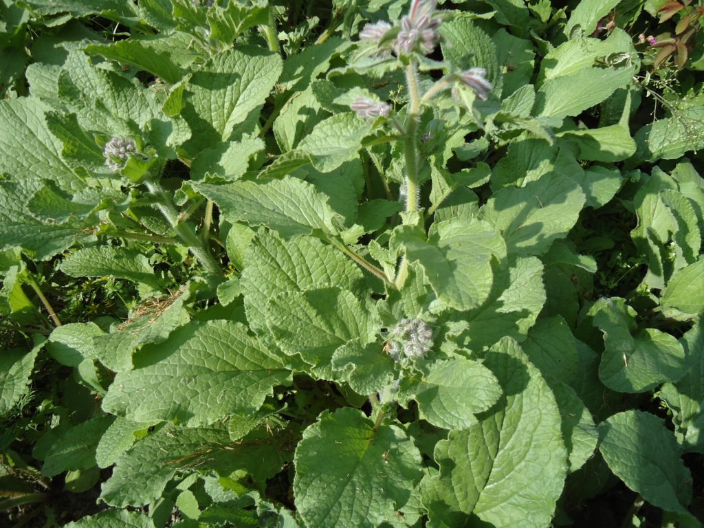 Borragine - Foto Michał J - https://atlas.roslin.pl/plant/6485 - Wikimedia Commons, CC BY-SA 4.0