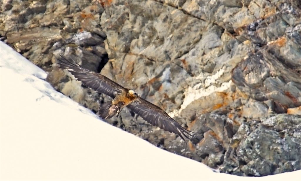 Gipeto. Foto Maurizio Chiereghin