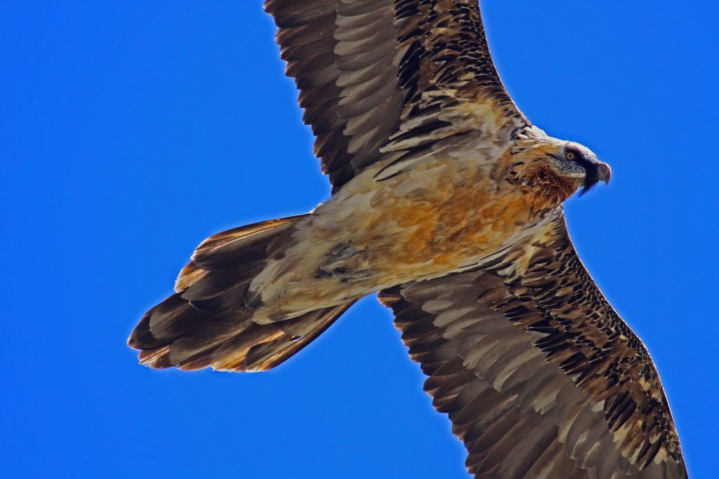 Gipeto. Foto Maurizio Chiereghin