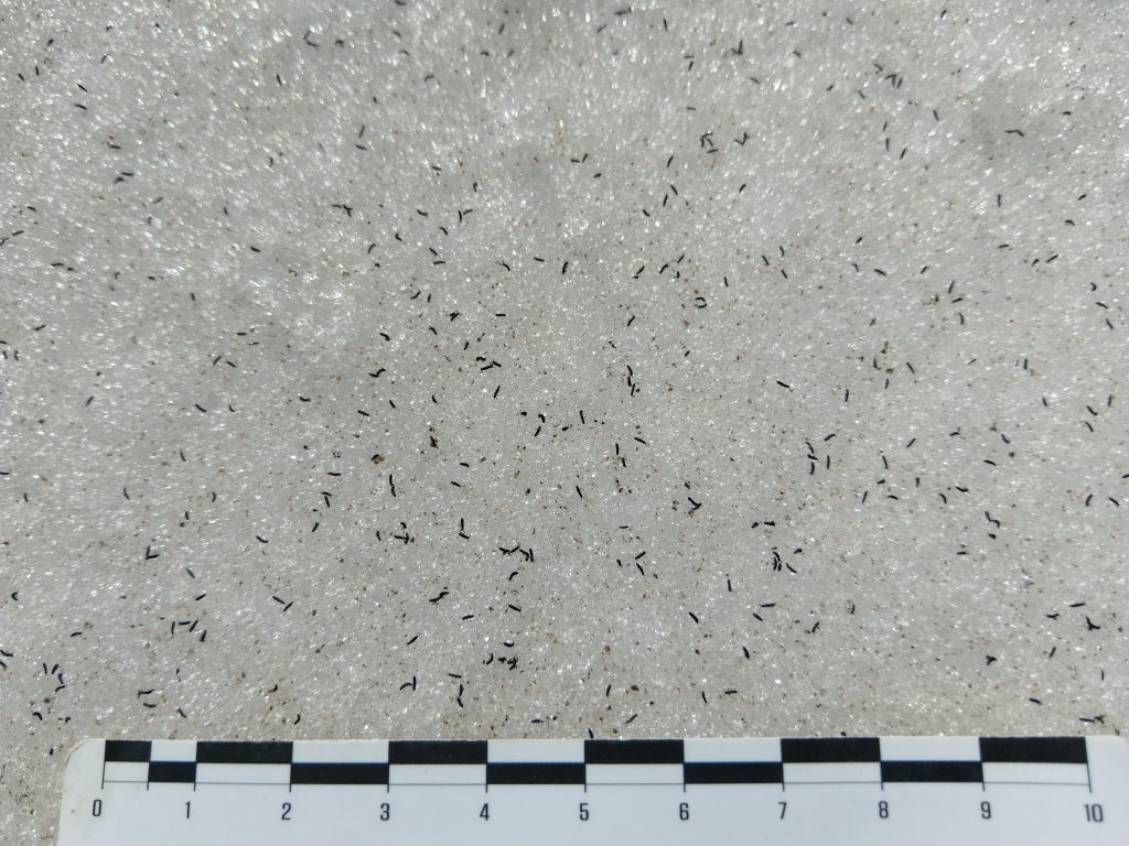 Collemboli. Foto Muse