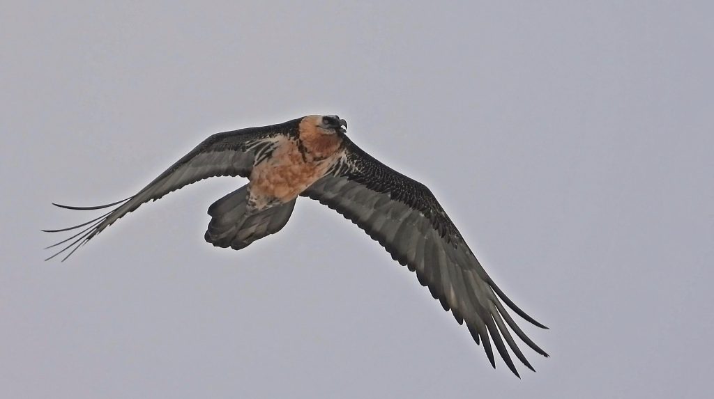 Gipeto. Foto Maurizio Chiereghin