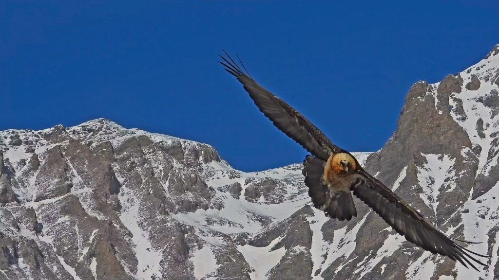 Gipeto. Foto Maurizio Chiereghin