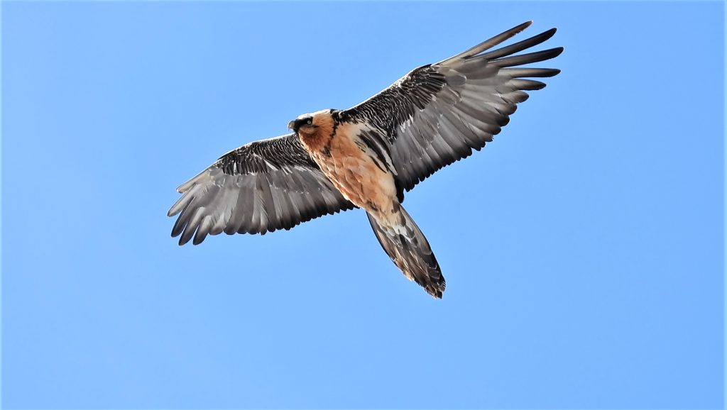 Gipeto. Foto Maurizio Chiereghin