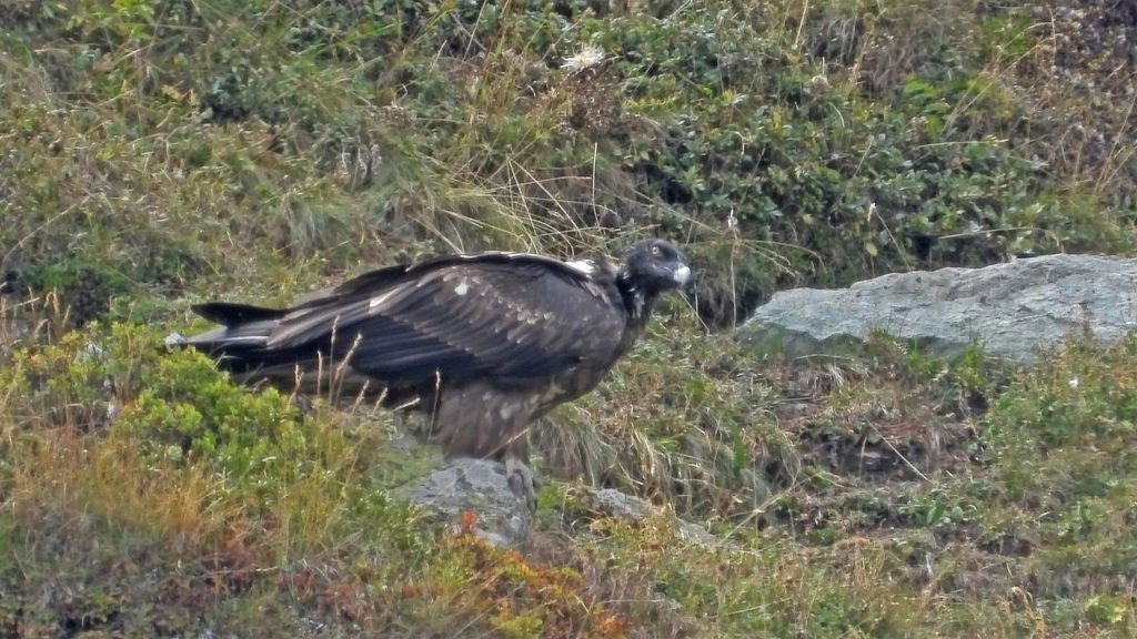 Gipeto. Foto Maurizio Chiereghin
