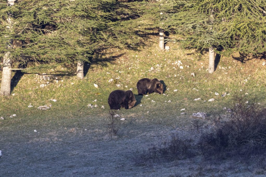 Orso marsicano - Foto Federico Sevi