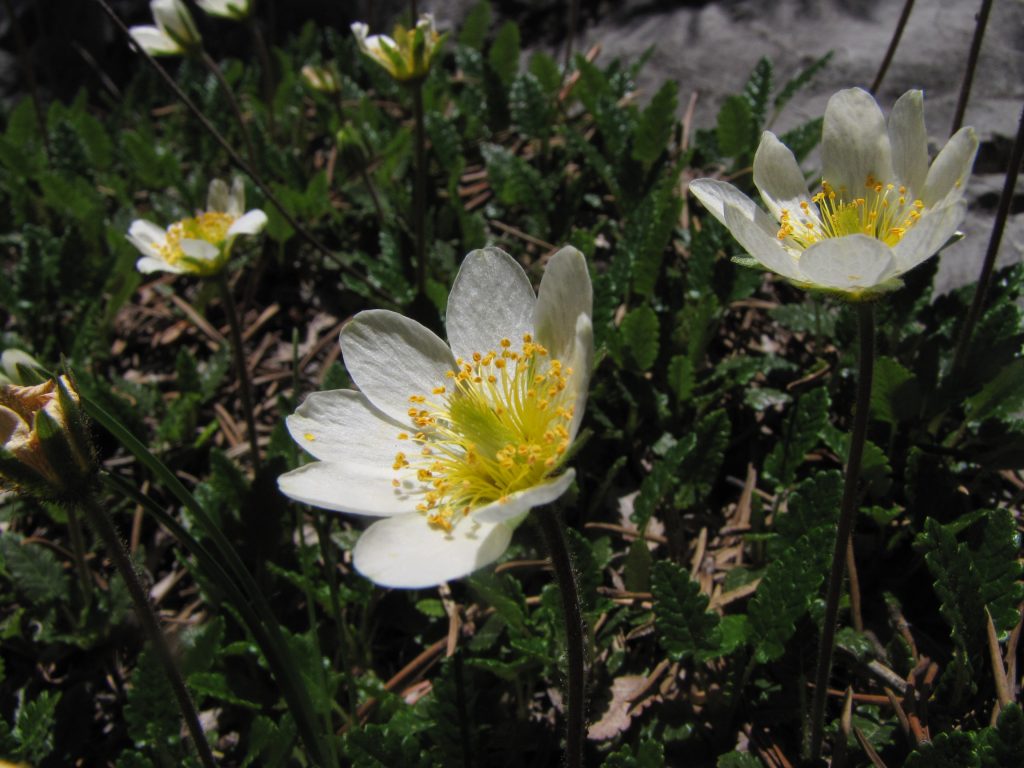Dryas octopetala. Foto Muse