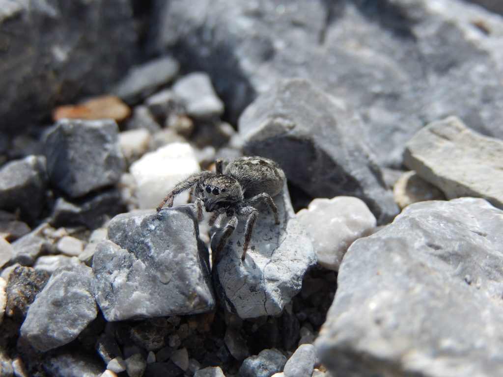 Sitticus longipes. Foto Muse