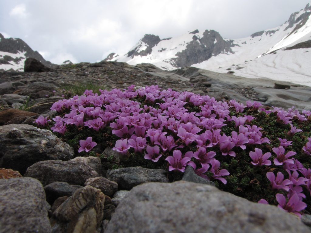 Sax oppositifoglia Trobio. Foto Muse