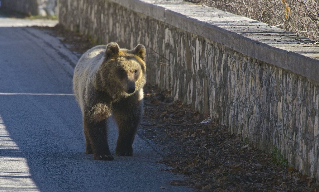 Orso marsicano - Foto Giampiero Cutolo